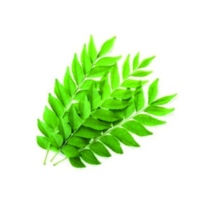 Kadipatta