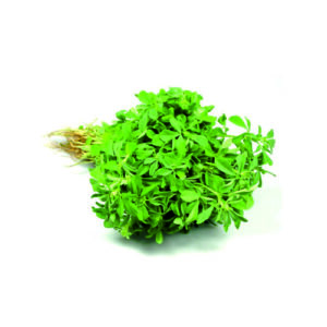 Methi
